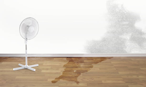 Best Professional water damage repair  in Westhaven Moonstone, CA